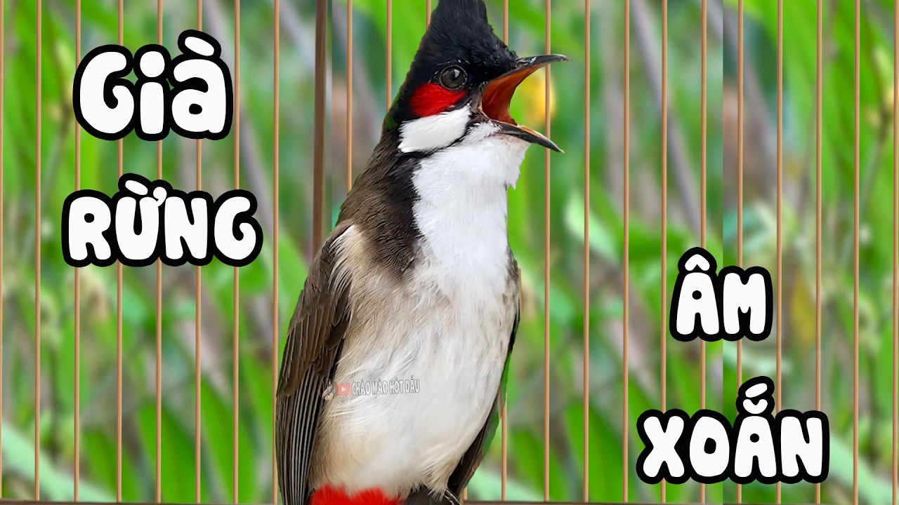 chào mào sông kôn | CHÀO MÀO SÔNG KÔN QUẢNG NAM | LUYỆN CHÀO MÀO HÓT GIỌNG SÔNG KÔN Già Rừng