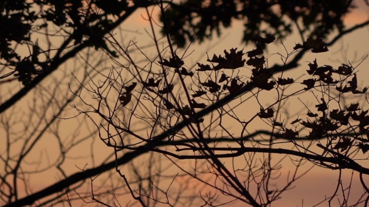 5 Ways To Kill Nocturnal Bucks