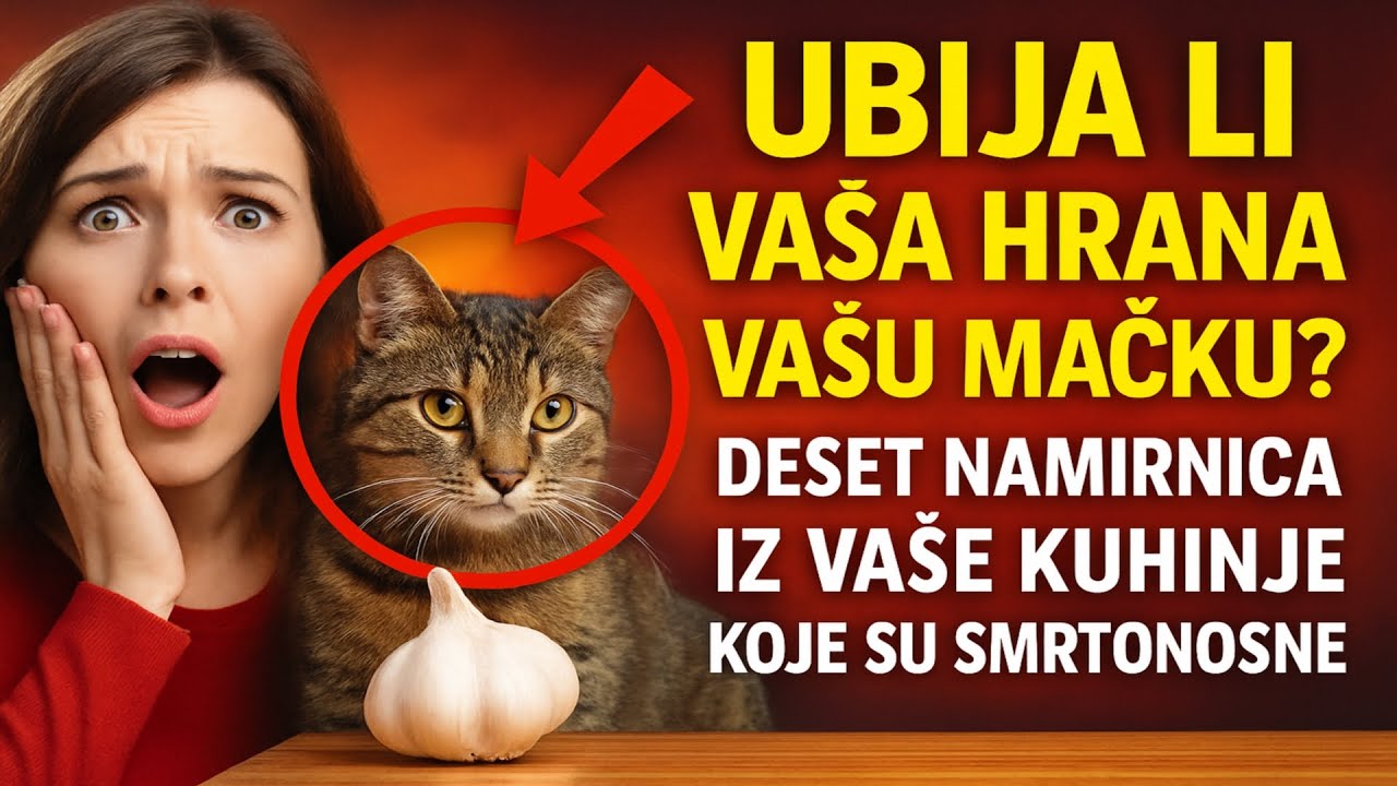 Ubija li vaša hrana vašu mačku? Deset namirnica iz vaše kuhinje koje su smrtonosne.