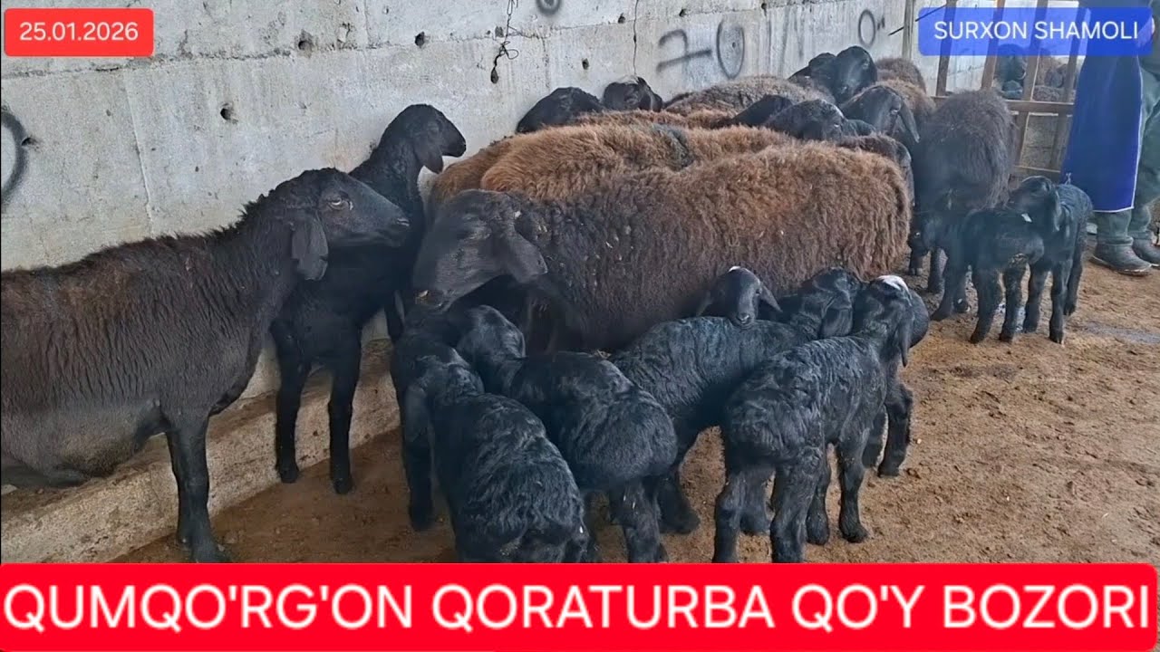 25.01.2026 QUMQO'RG'ON QORATURBA QO'Y BOZORI NARXLARI