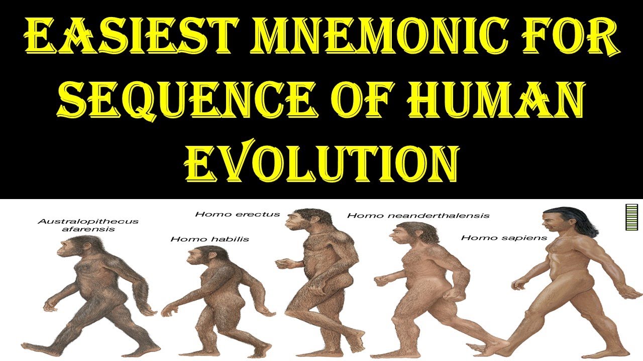 MNEMONICS -- Human Evolution, Horse Evolution & Eras