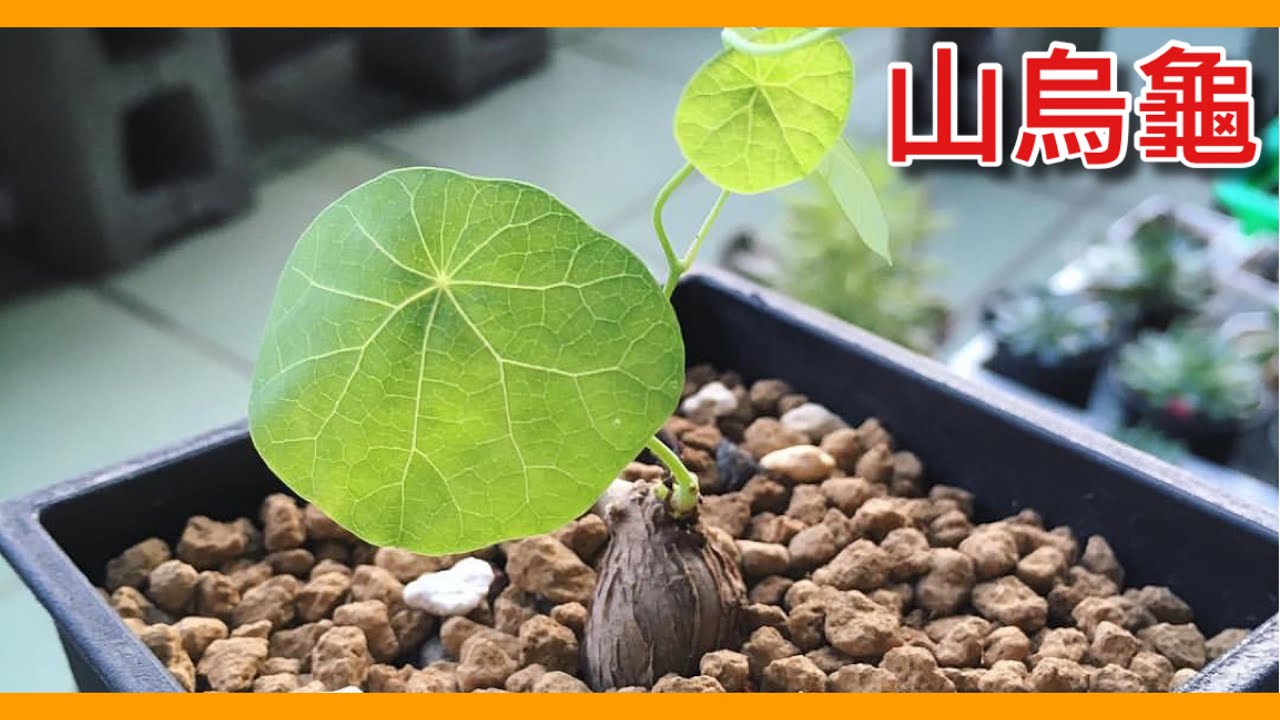 一路紅到連日本人都愛收藏的塊根植物「山烏龜」！難熬的冬季若要順利栽種其實超級不簡單？【植物百科】