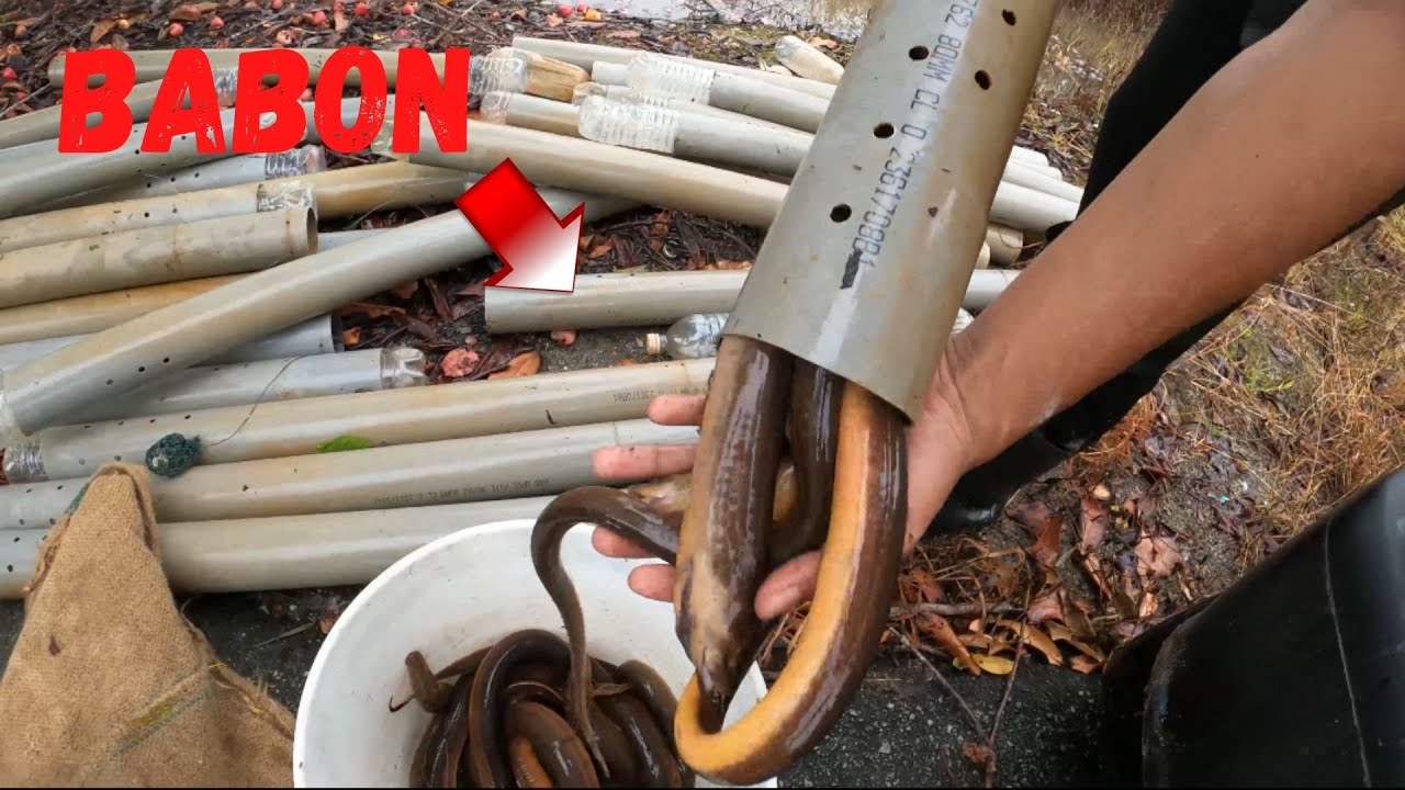 Cara Memasang Bubu Belut Untuk Dapat Hasil Yang Besar - Video (2020)
