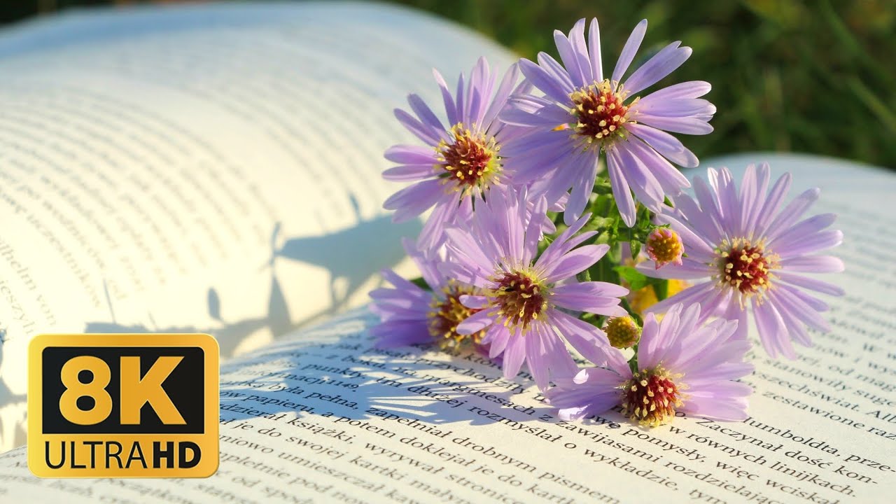 Unveil the Captivating Beauty of FLOWERS in Stunning 8K!