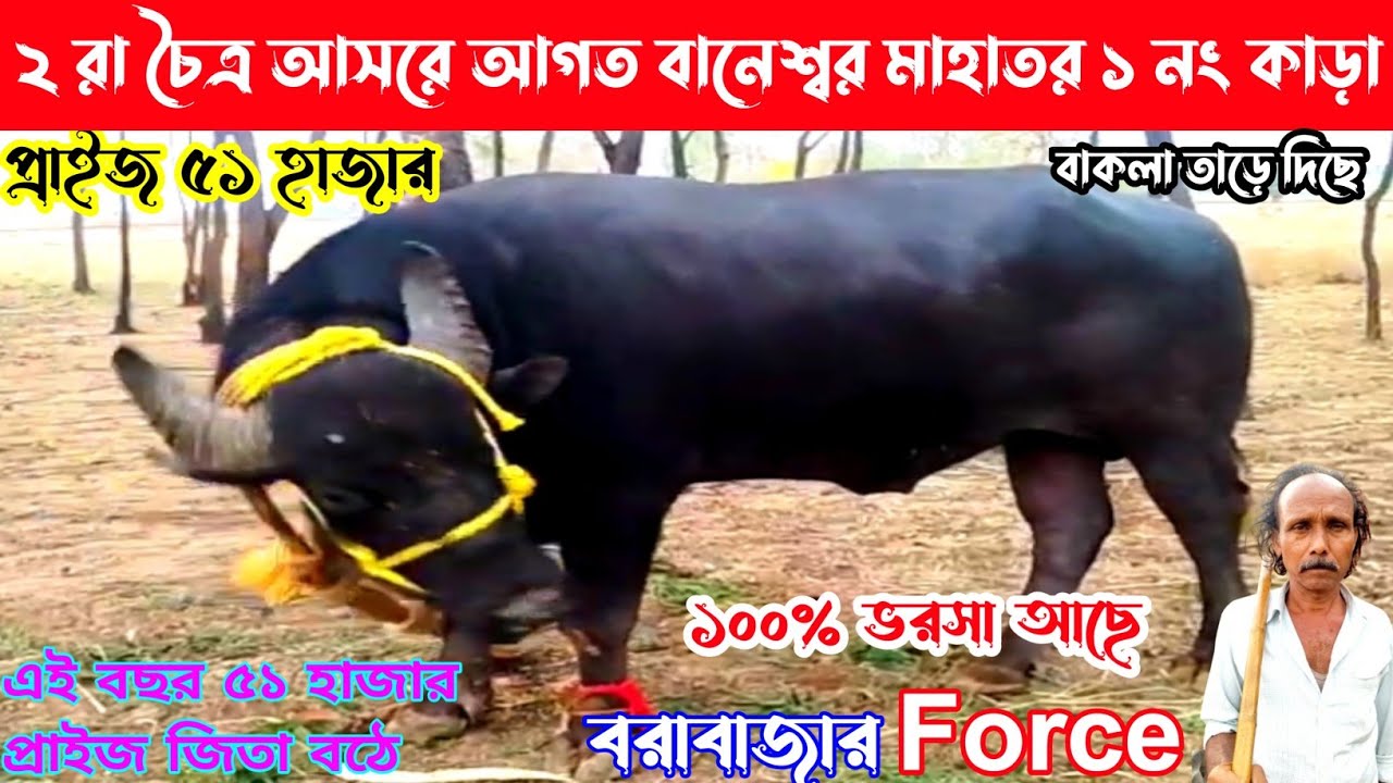 ২ রা চৈত্র আসর কাঁপাতে পৌঁছে গেল বানেশ্বর মাহাতর ১ নং কা*ড়া,৫১ হাজার,এই বছর ৫১ হাজার জিতা বঠে,১০০%👈