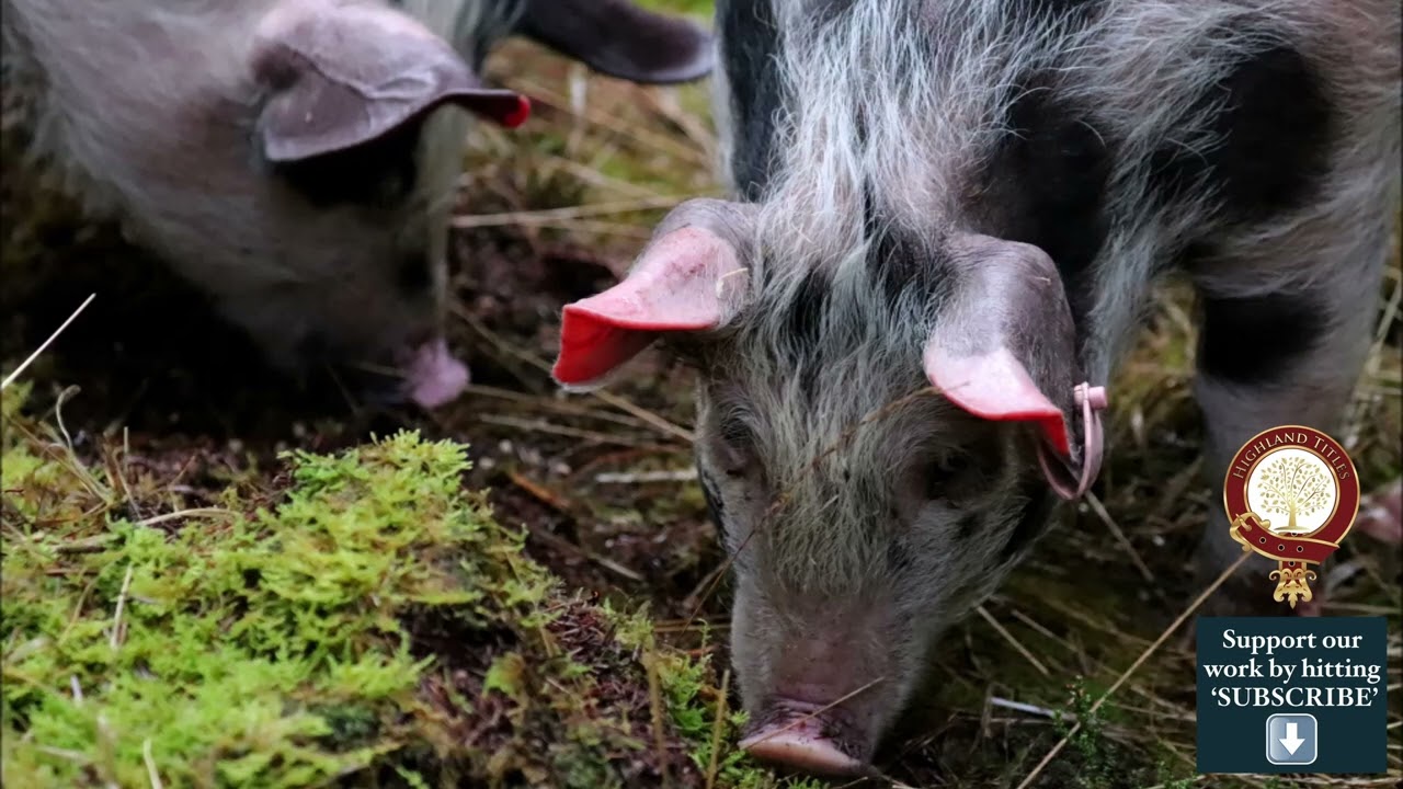 YouTube pigs