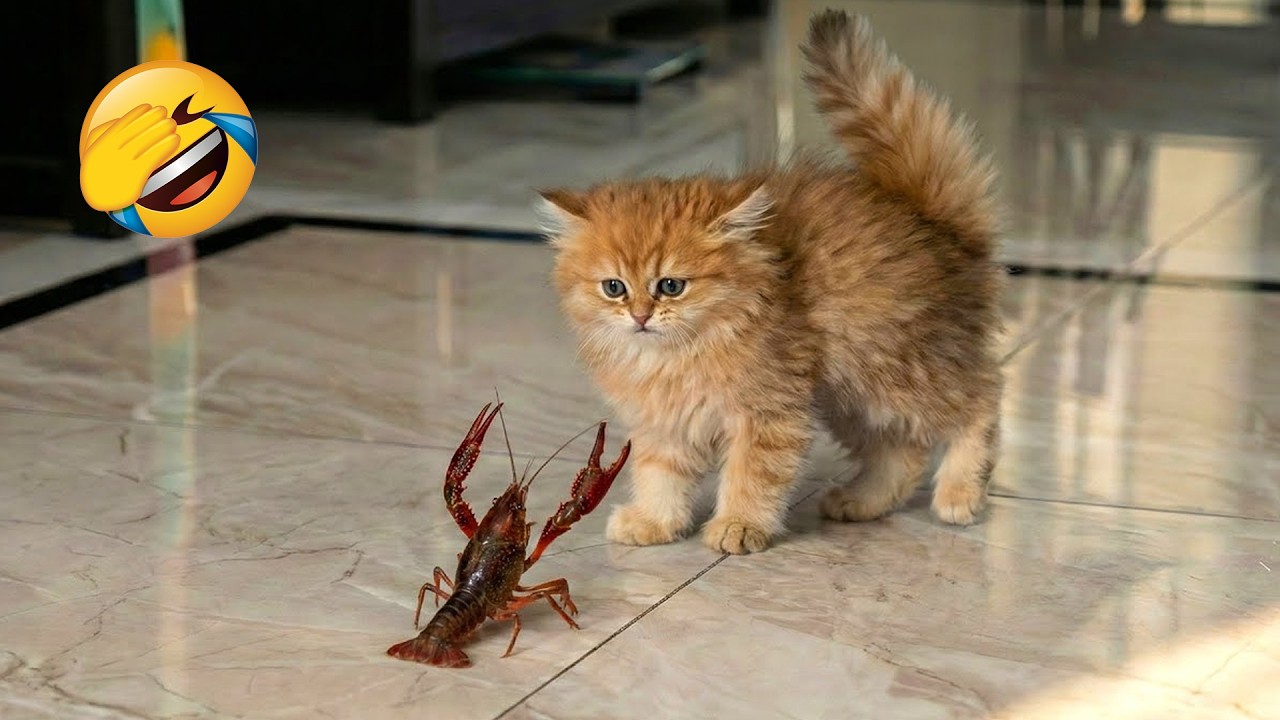 Try Not To Laugh 😅 Funniest Cats and Dogs Videos 2026 😽🐶 Part 13