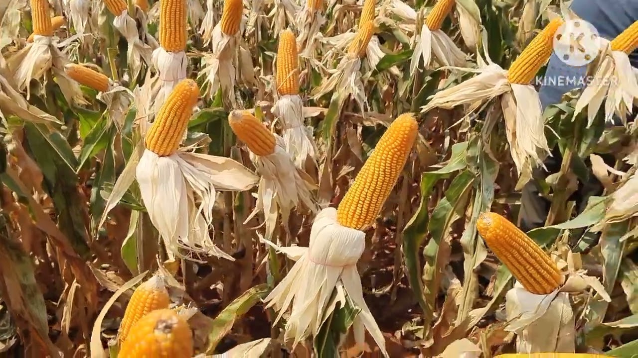 Currency maize field meeting 🤝
