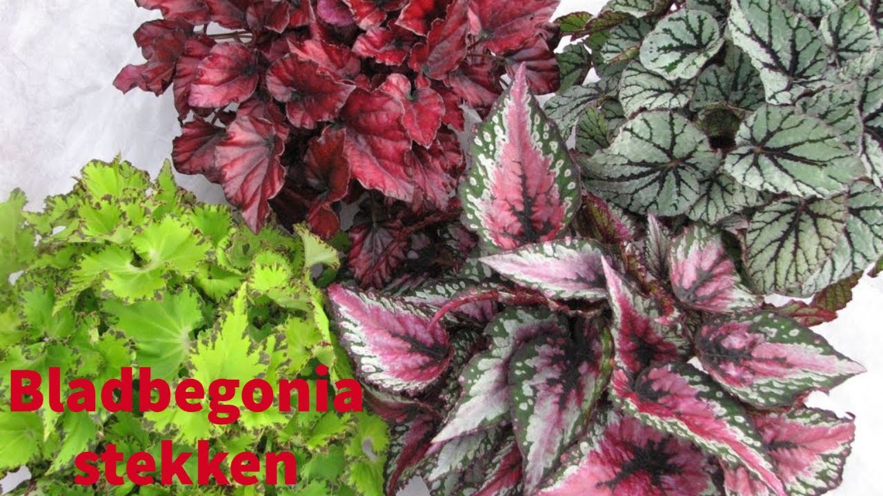 Het stekken van de bladbegonia