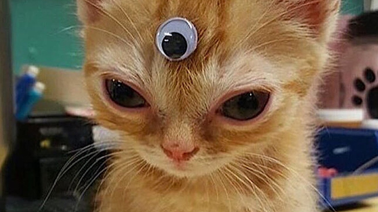 Cat core