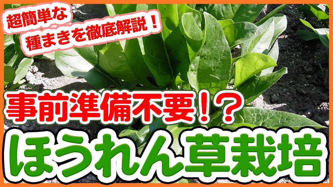 【石灰いらず!?】ほうれん草の超カンタン種まき＆栽培法を徹底解説！【農園ライフ】
