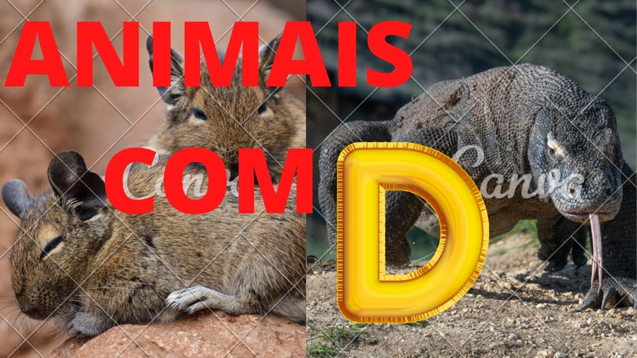 BICHOS COM D / ANIMAIS QUE COMEÇAM COM A LETRA D DO ALFABETO PORTUGUÊS / ANIMAIS COM A LETRA D.