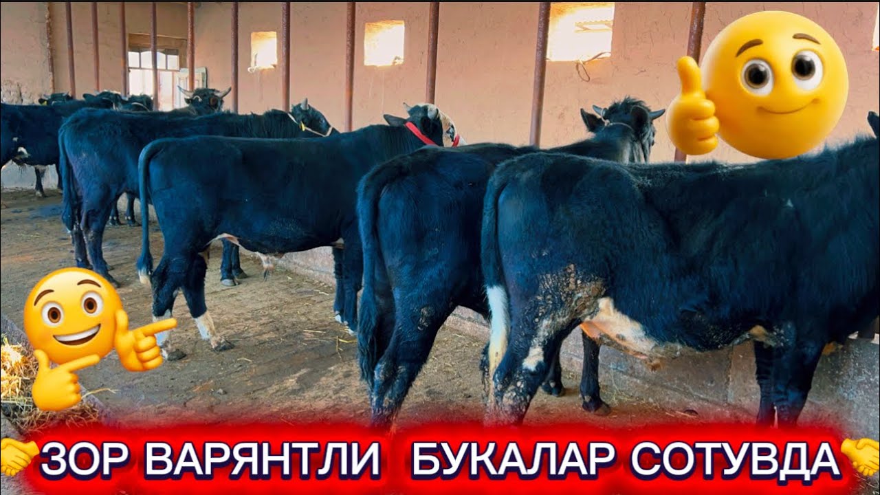 ШУХРАТБЕК ЯНА СОЗИДА КОЛДИ АКАЛАР ОТИМИГА БОЗРДА БЕРМИДИ 2026.02.23