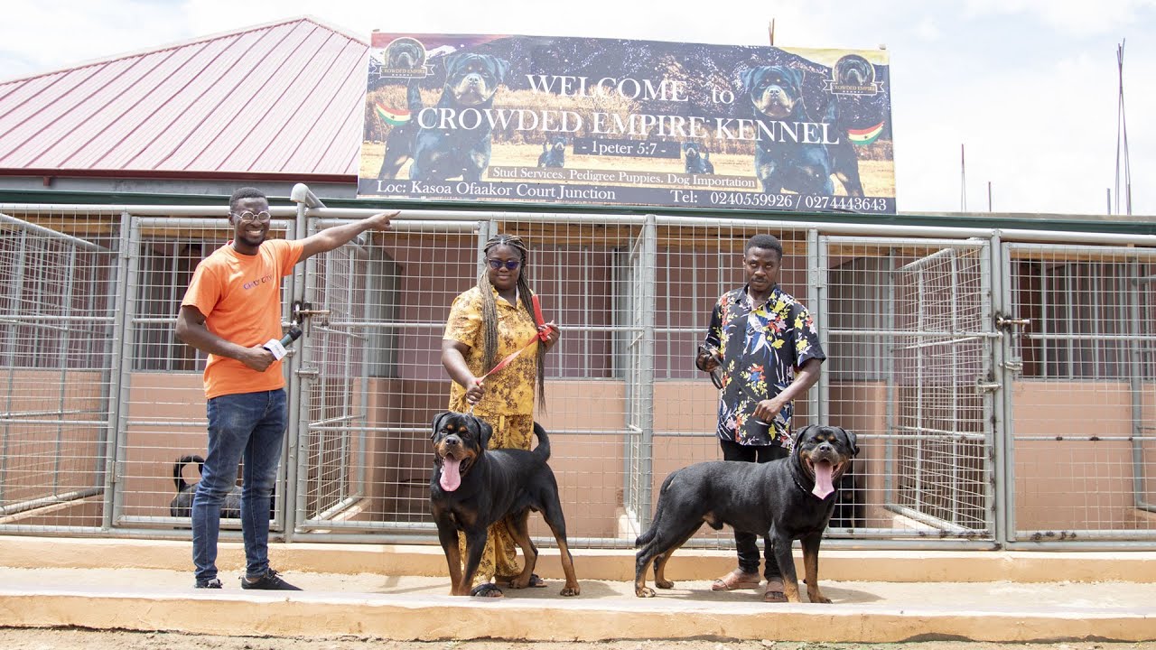 A Visit to Crowded Empire Kennel  |Top Quality Rottweiler Kennel
