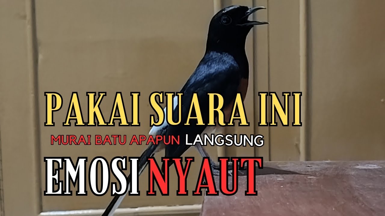 Murai batu gacor KRETEKAN murai batu memancing EMOSI langsung NYAUT