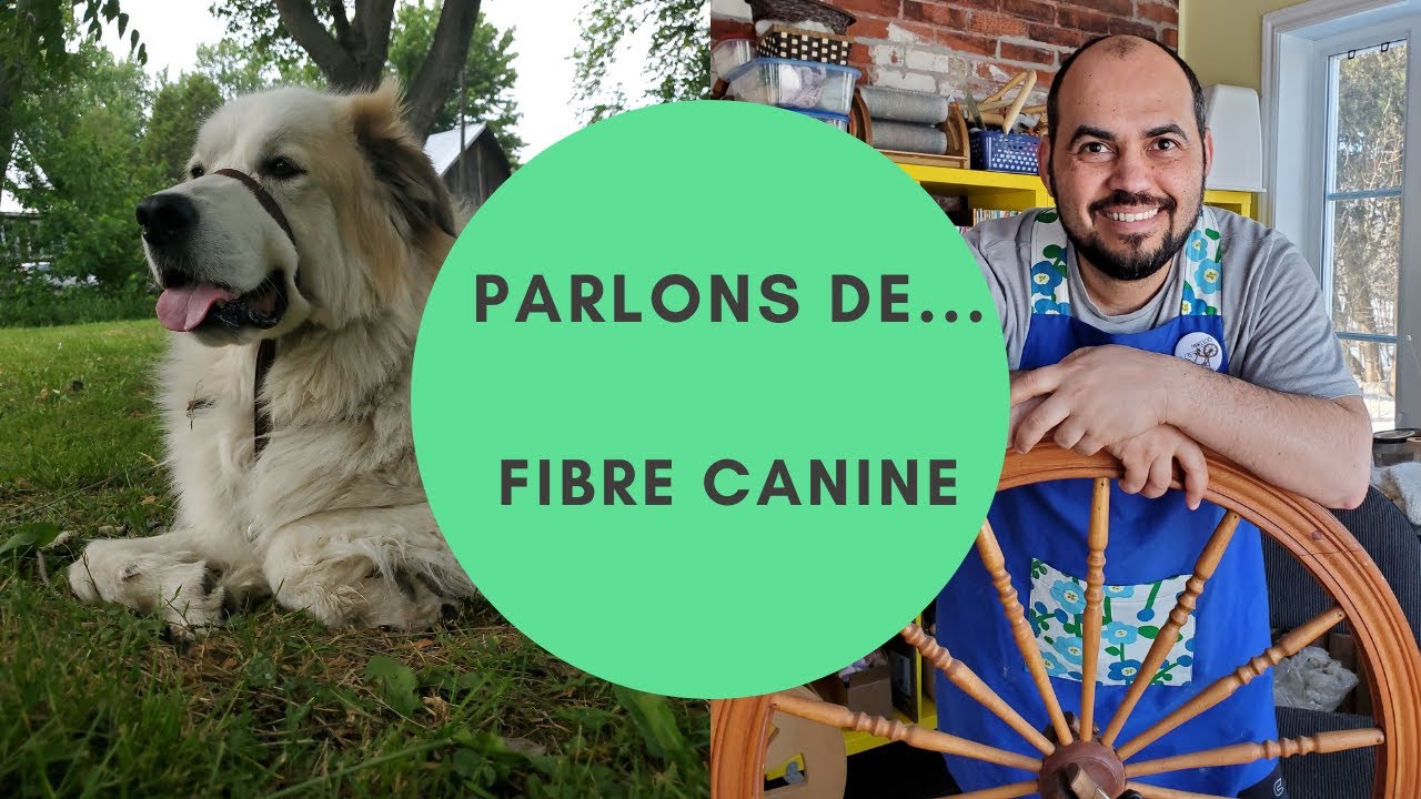 Parlons : Fibre  canines