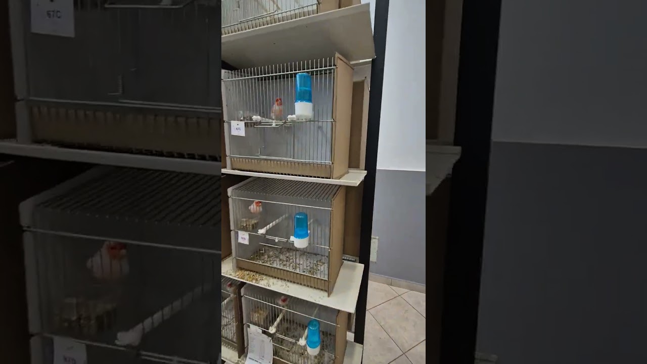 Izložba ptica Zadar