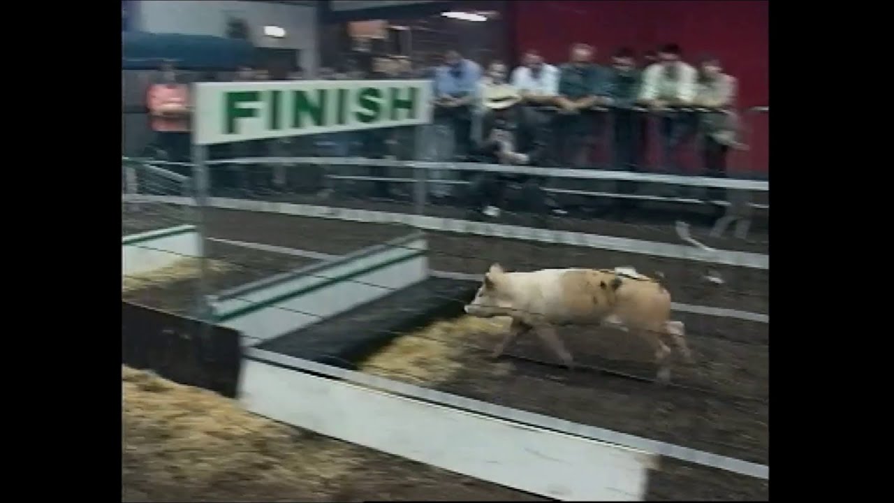 Pig Racing in Cavan, Ireland 1996