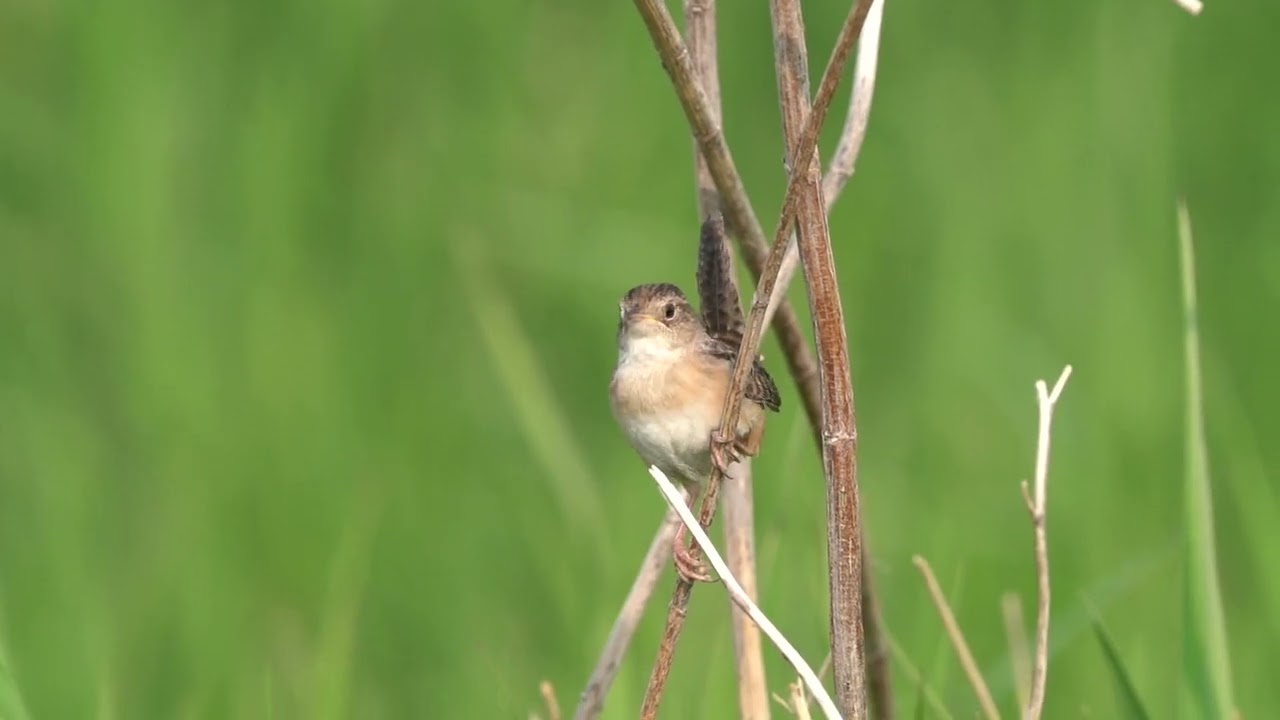 Sedge Wren