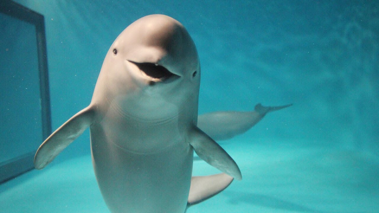 スナメリ 水族館生まれのやんちゃな男の子！