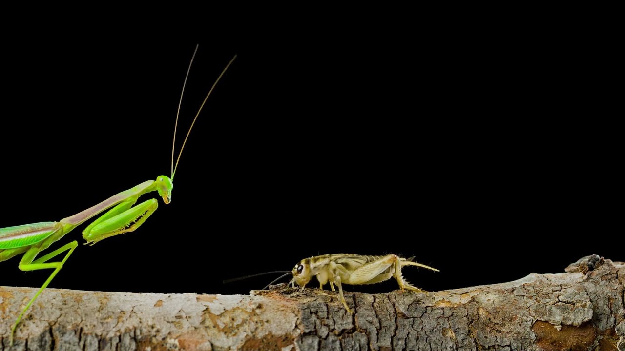 Mantis - hunting - killer insect - MACRO