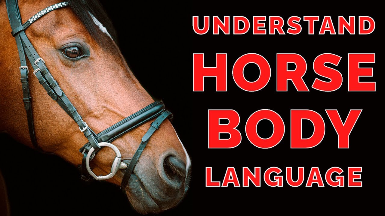 Understand Your Horse’s Body Language: 5 Key Points Explained