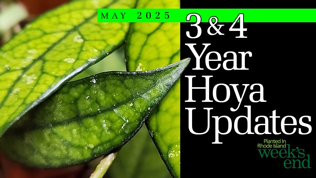 3 & 4 YEAR HOYA UPDATES | How They’re Doing Now – Hoya carnosa, Hoya caudata, Hoya lacunosa, & More