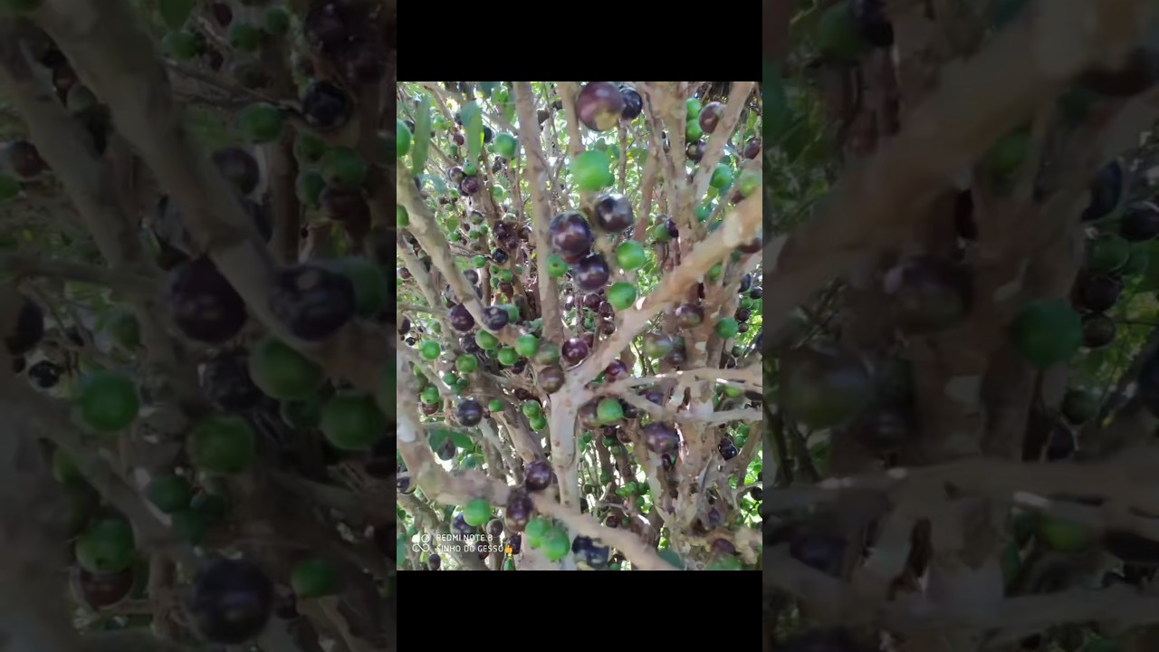 a fruta produz no caule da madeira muitas deliciosas
