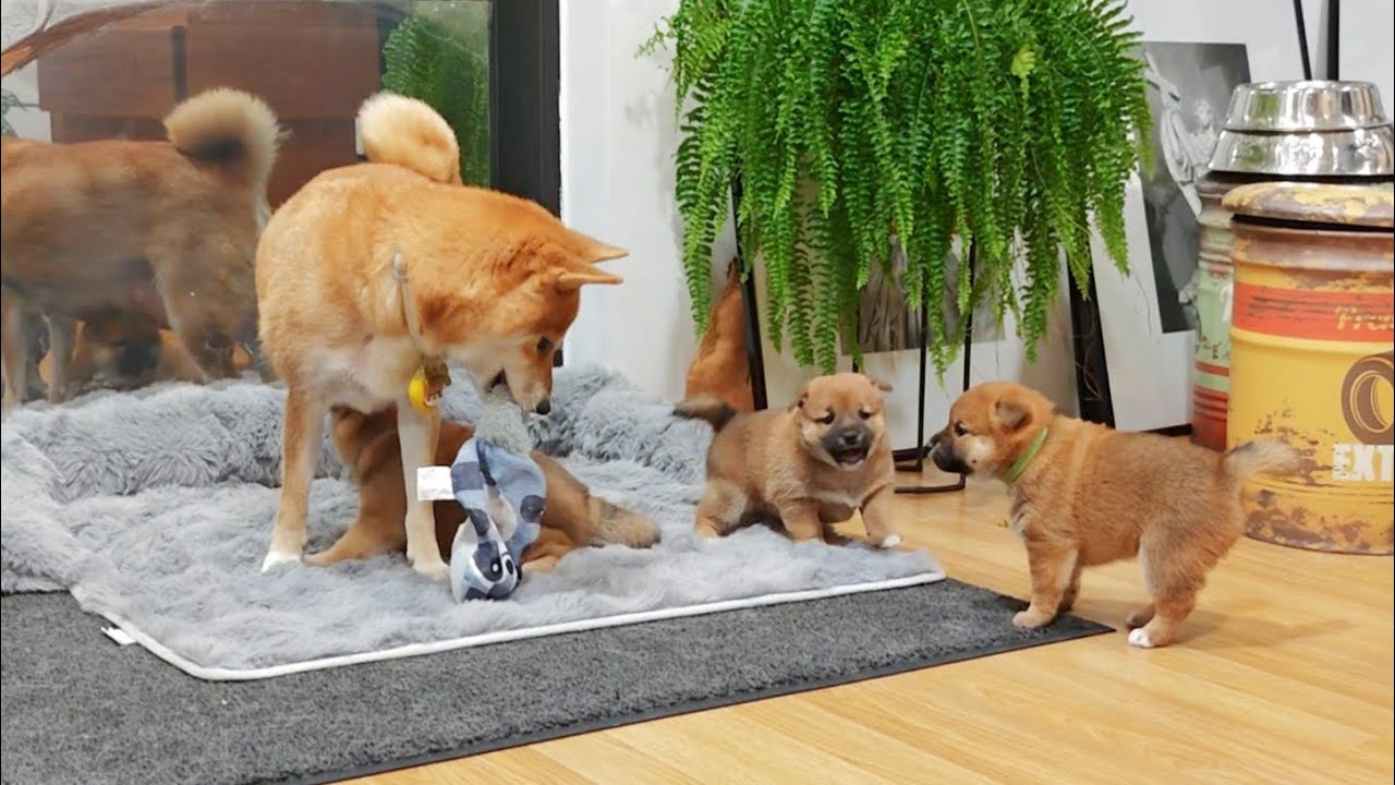 Playing & having their best time with mom