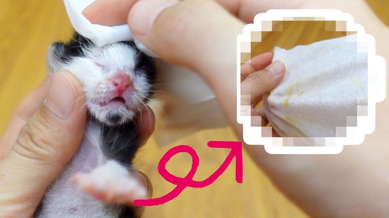 赤ちゃん子猫の体を拭いたら汚れがすごかった