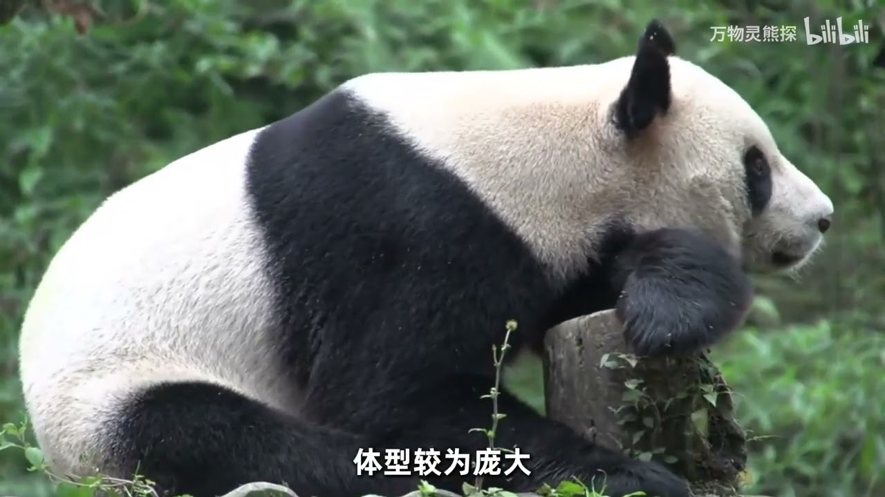 澳洲野骆驼泛滥，超百万头难控制!
