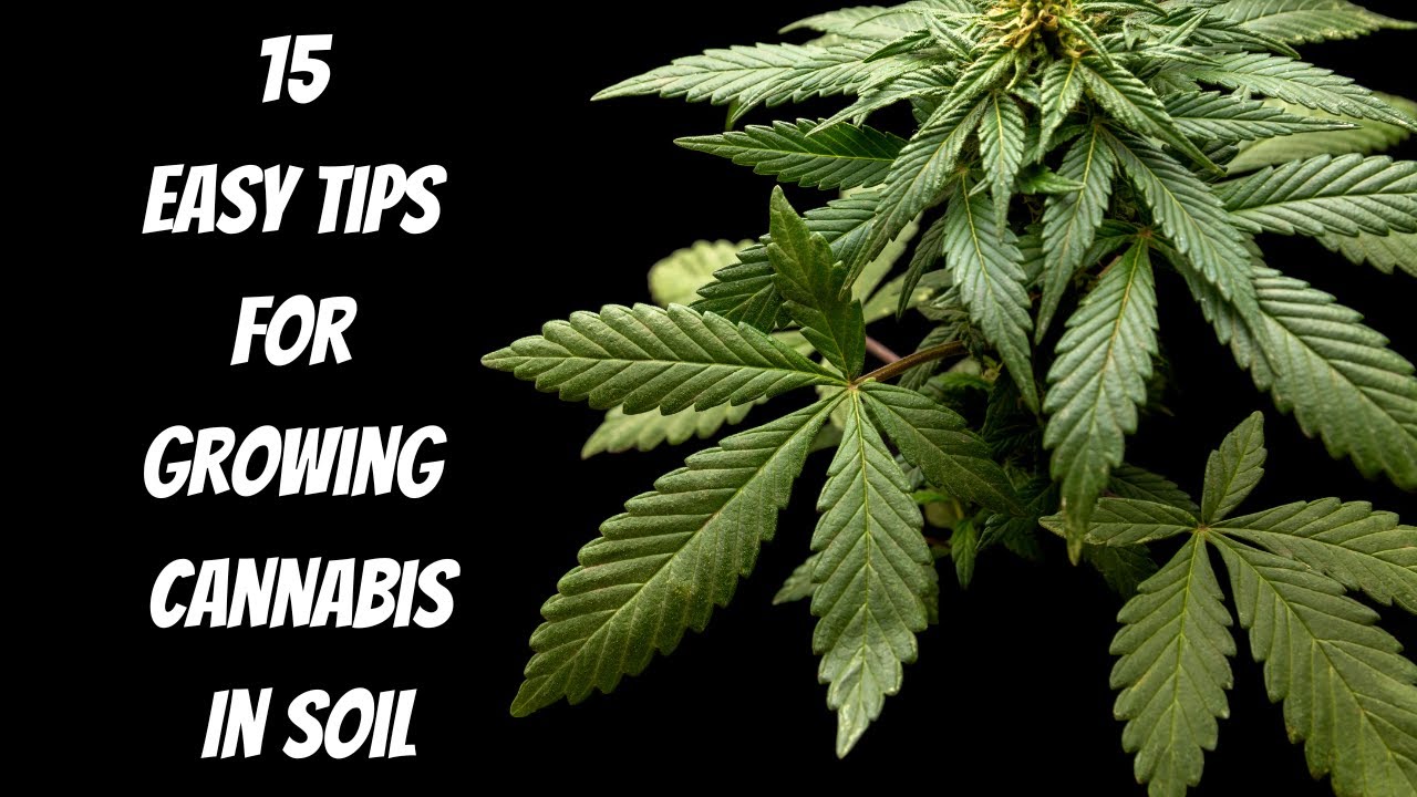 15 Easy Tips for Growing Cannabis in Soil