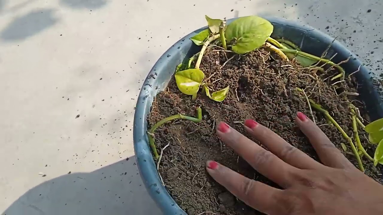 Aaj dekhe Hamare garden mein Maine Kya Kya Kiya Hai