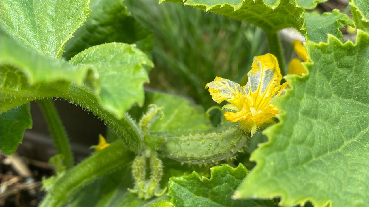 DIY Trellis Vegetable Support