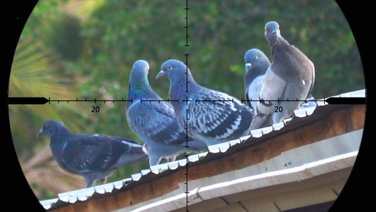 CACERIA DE PALOMAS Y RATONES CON PR900 | PLAGA TOTAL