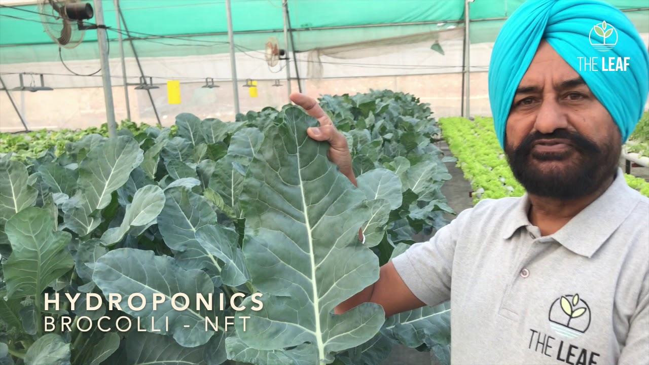 Broccoli in Hydroponics using NFT Technique
