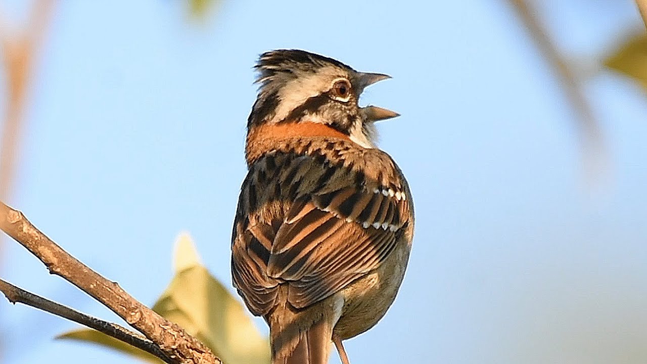 Tico tico cantando durante o amanhecer na natureza temporada aproximando show