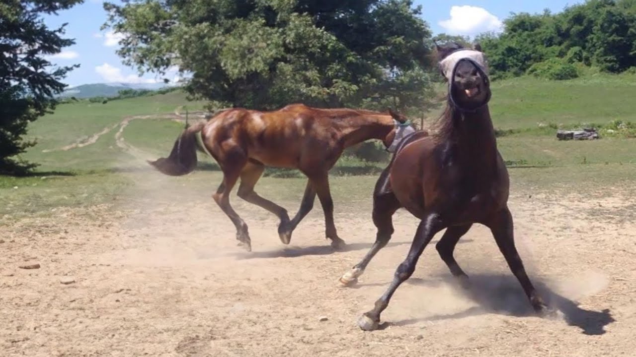Best funniest horses of the week - Funny And Cute horses Video Compilation 2024 🐴#23