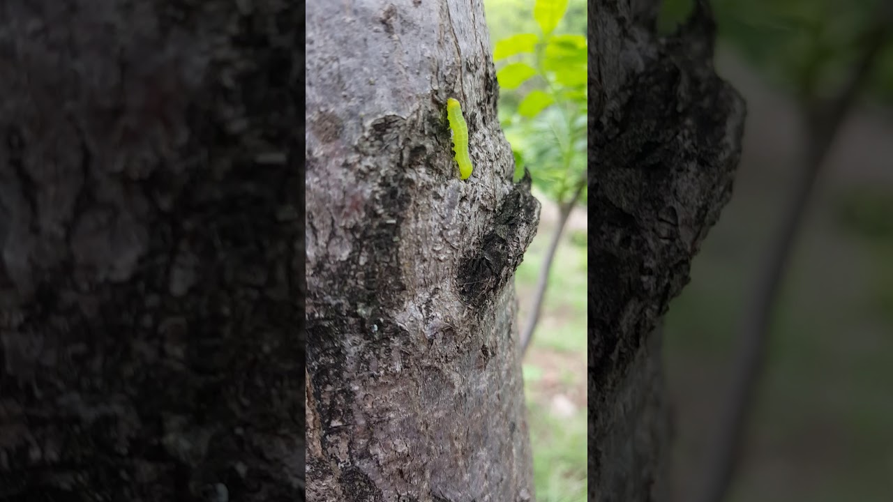 Oruga verde Julio 2019
