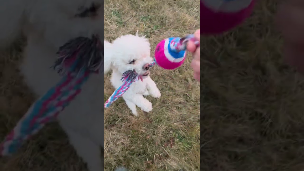 Sunset crazy fun! 🐾😍