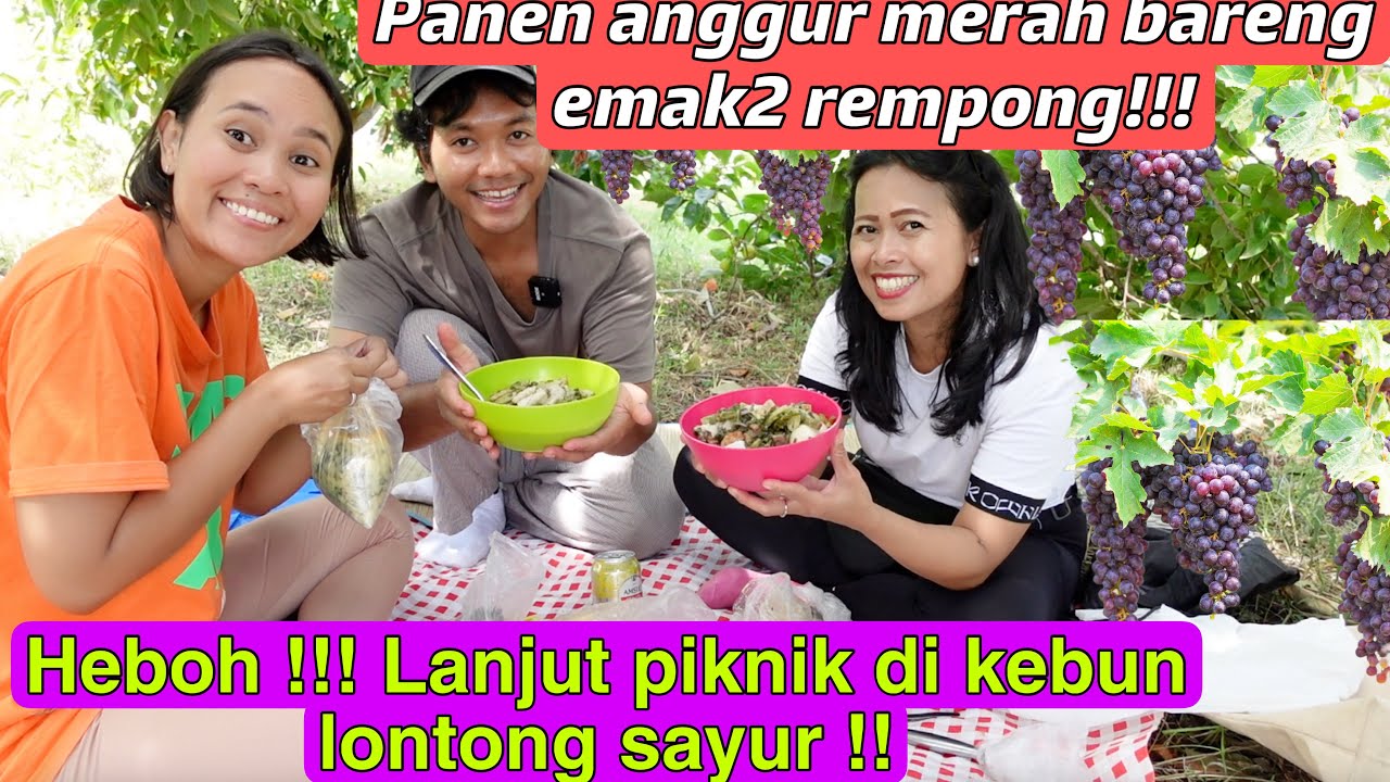 PANEN ANGGUR MERAH LIAR BARENG EMAK2 REMPONG!! PADA HEBOH!! DAN PIKNIK LONTONG SAYUR DI KEBUNKU!