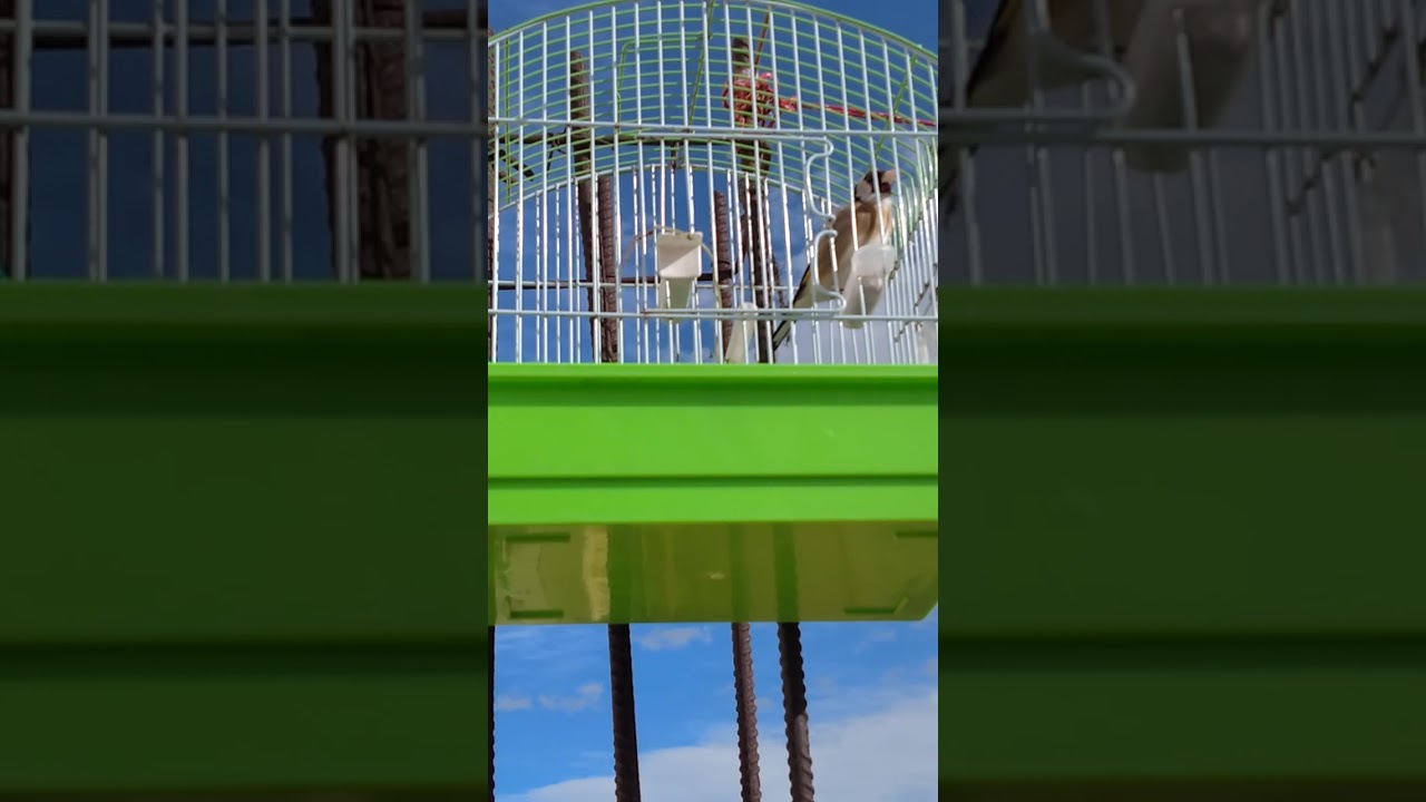 خلوي شهر كاج اللهم بارك بارفا حرا 