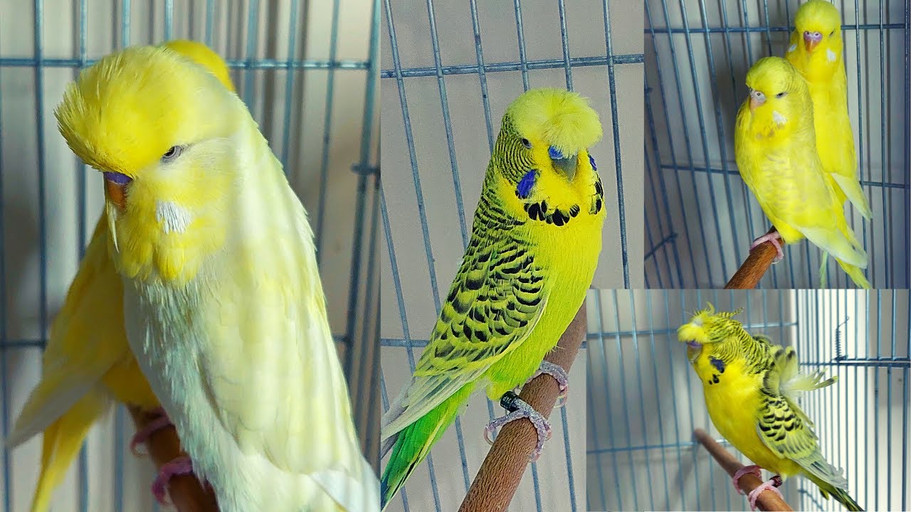 Muhabbet Kuşlarımızı Eşledik, Bazı Muhabbet Kuşları Çiftleşti