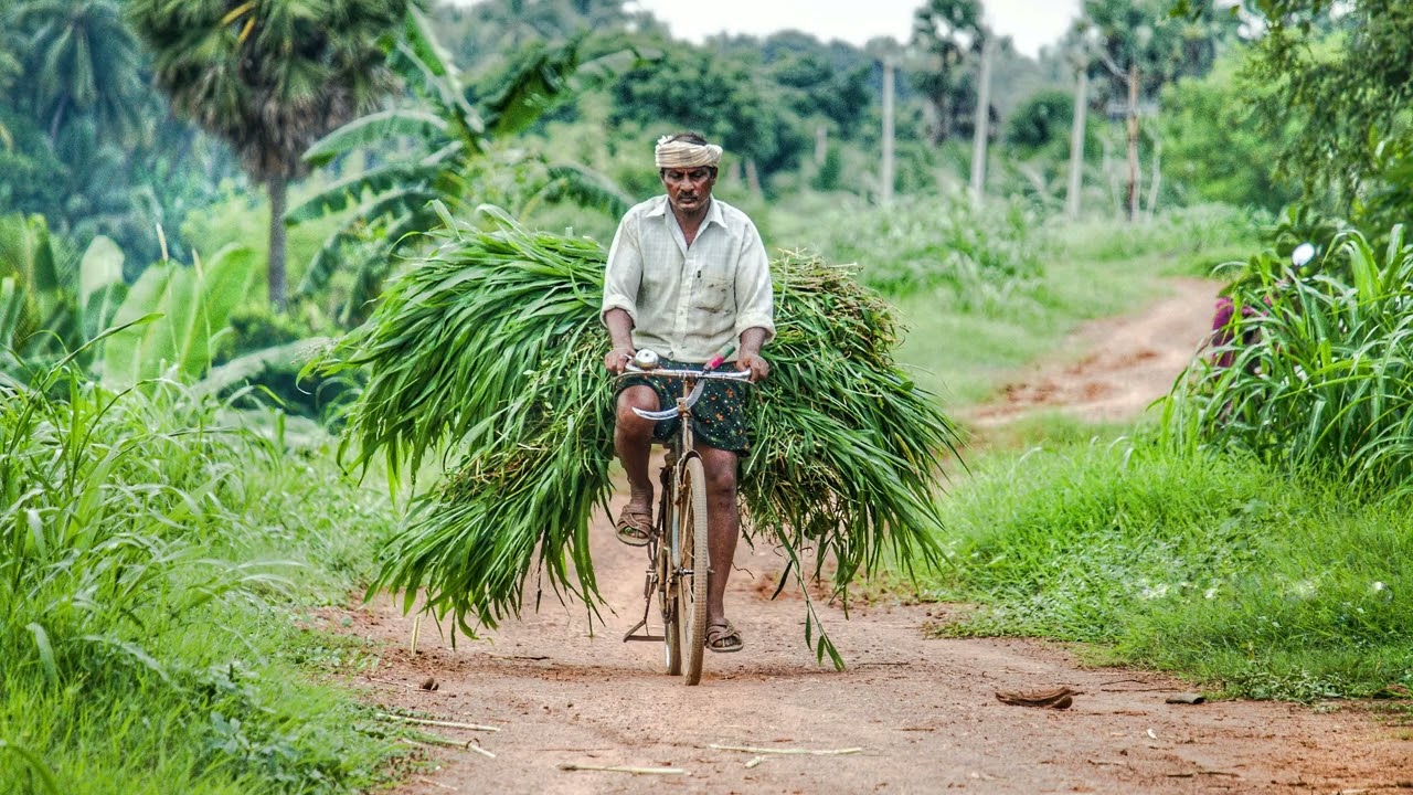 Contemporary Agrarian Crisis in India