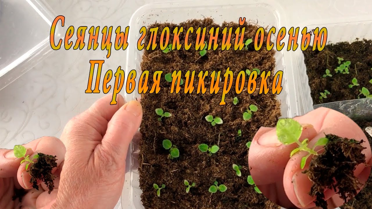 Первая пикировка осенних сеянцев Глоксиний
