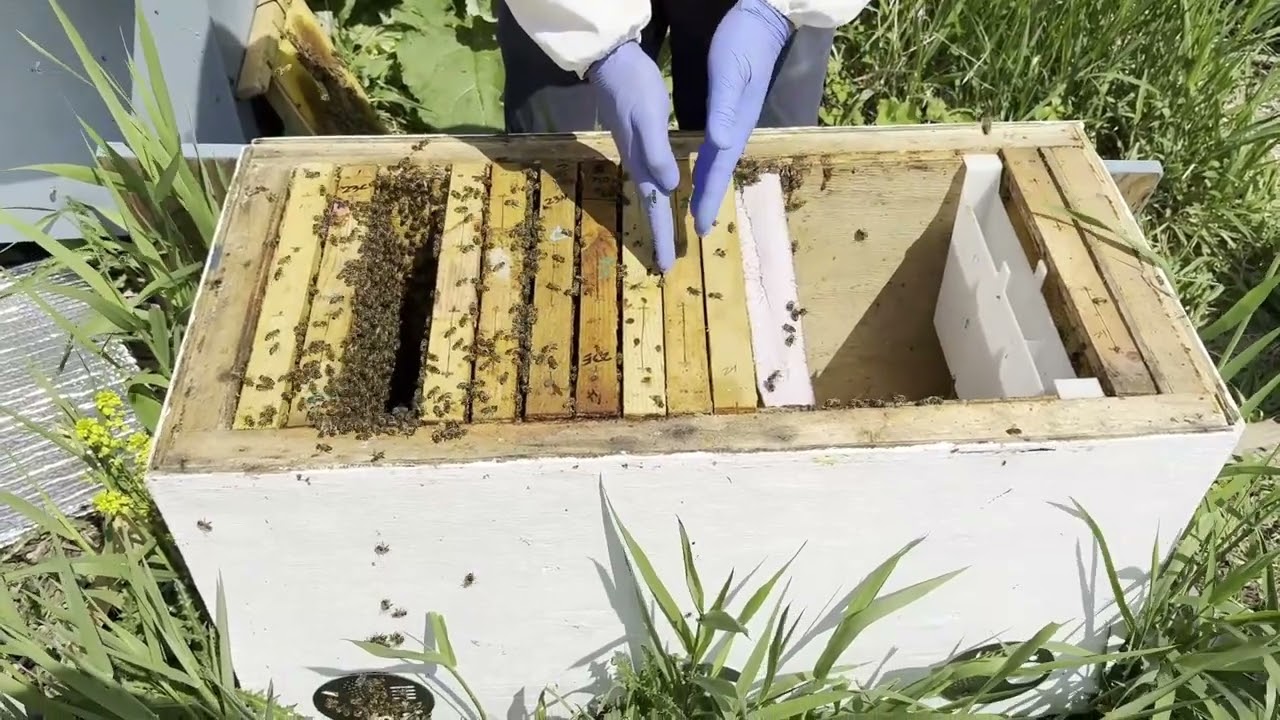 Layens Beehive Super for Honey Production