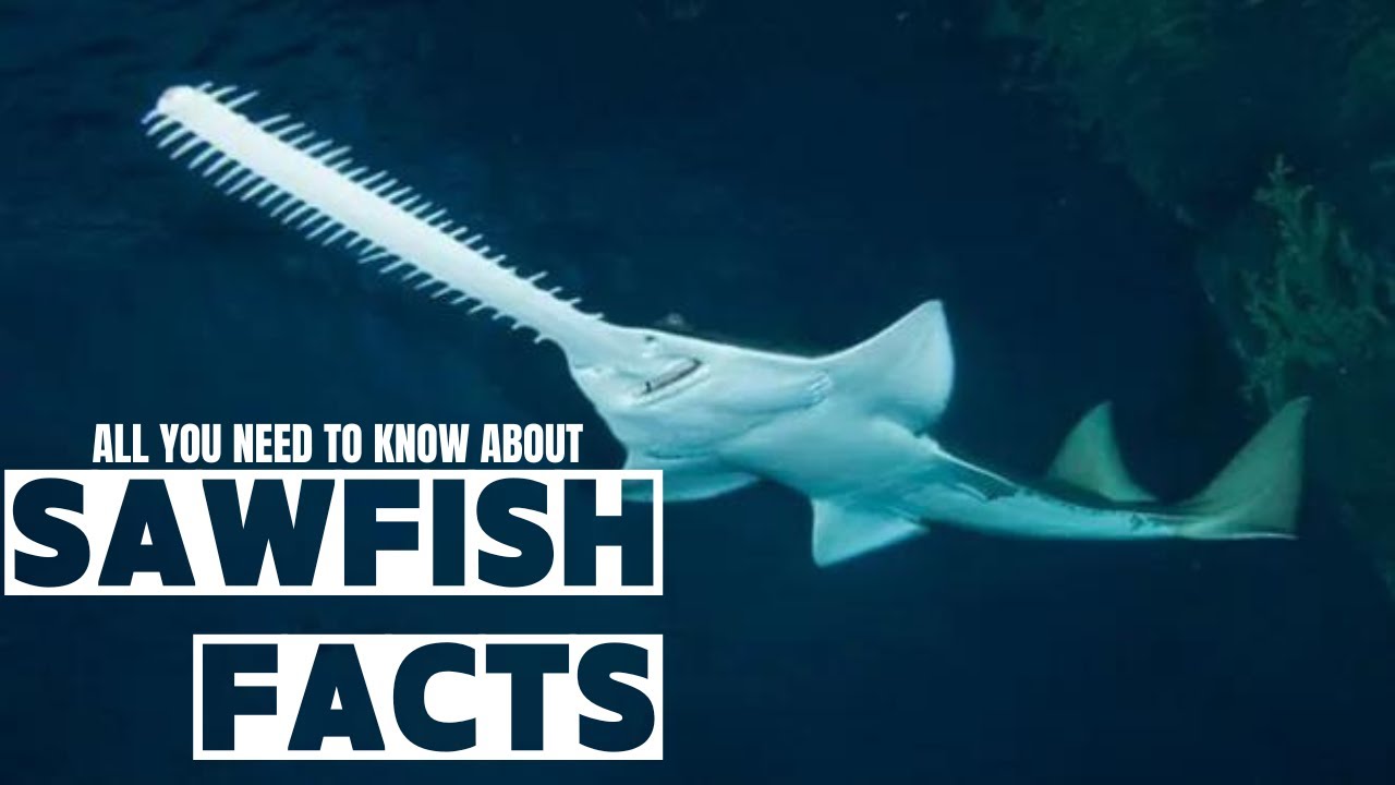 ENDANGERED SAWFISH || The Green Sawfish || Pristis zijsron