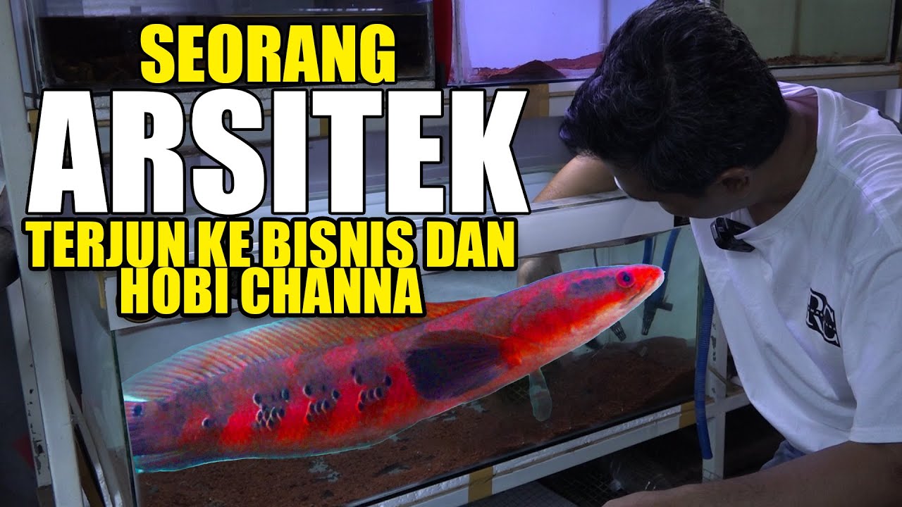 Budidaya Ikan Gabus Hias alias Channa!!! Dari yang Murah Hingga Bernilai Jutaan