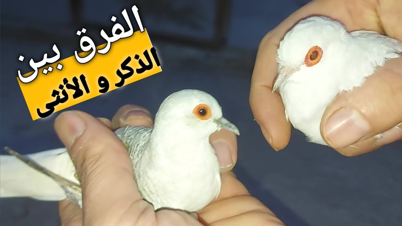 كيف تفرق بين الذكر و الأنثى بالحمام الملكي بسهل طريقه