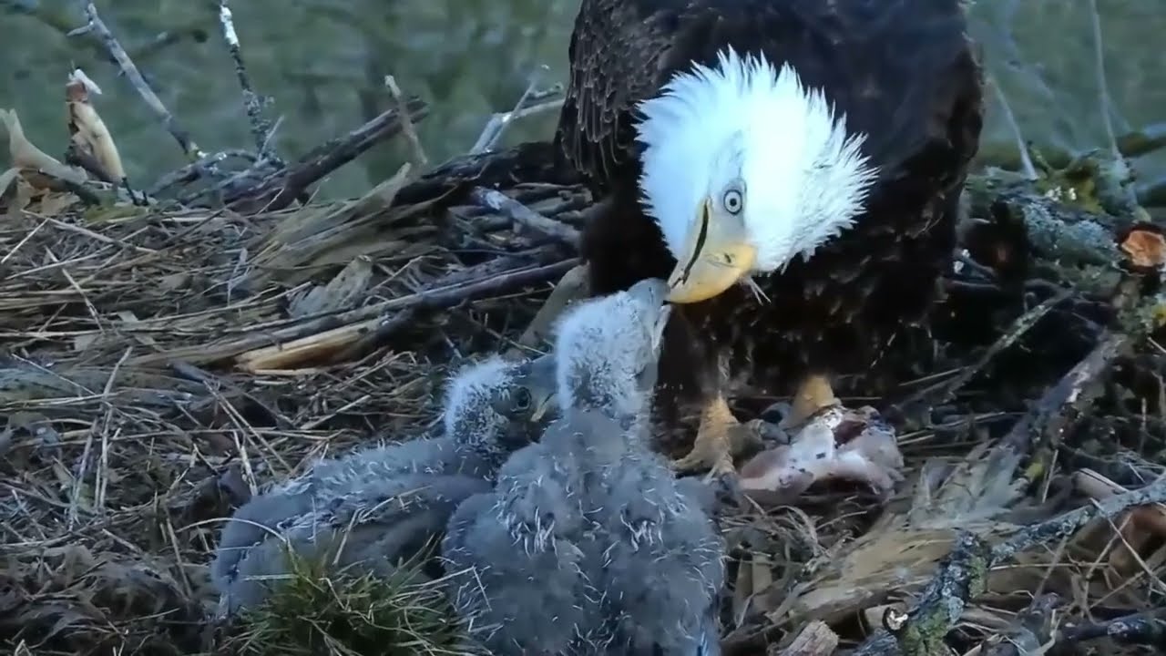 S05#139 #baldeagle | Review mother bird brings food to feed her chicks | bird nest with nature S05